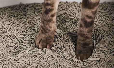 Everything You Need To Know About Tofu Cat Litter – tuft + paw.